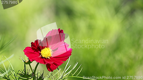 Image of  Cosmos flower on a green background 