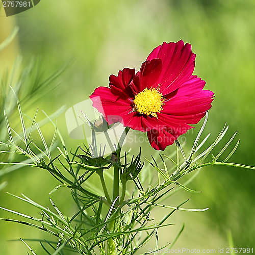 Image of  Cosmos flower on a green background 