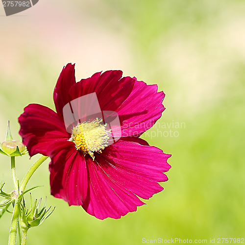 Image of  Cosmos flower on a green background 