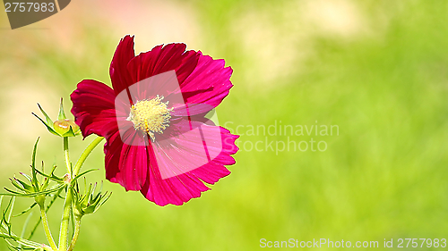 Image of  Cosmos flower on a green background 