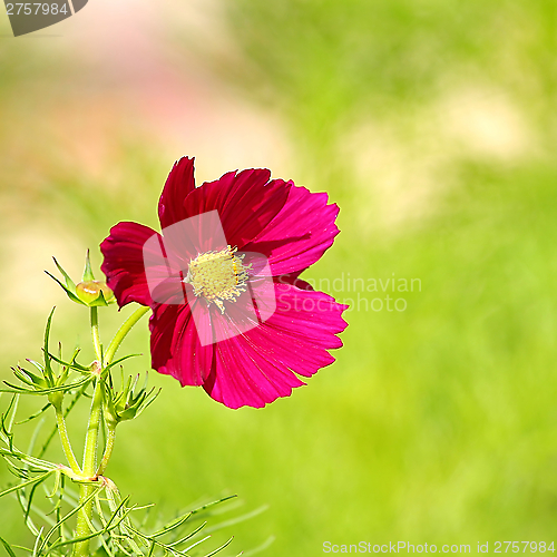 Image of  Cosmos flower on a green background 