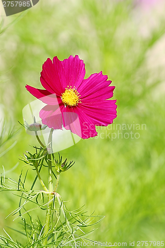 Image of  Cosmos flower on a green background 