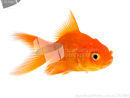 Image of Goldfish