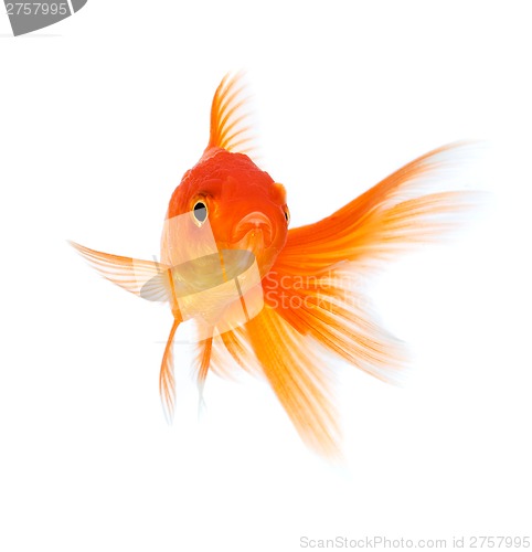 Image of Goldfish