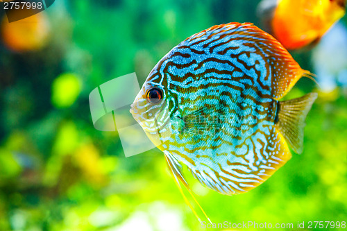 Image of Symphysodon discus