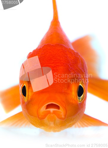 Image of Goldfish