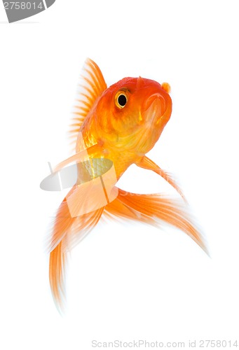 Image of Goldfish