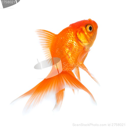 Image of Goldfish