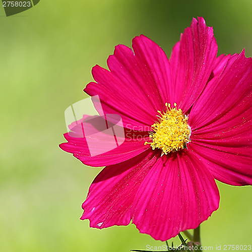 Image of  Cosmos flower on a green background 