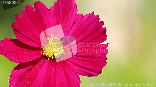 Image of  Cosmos flower on a green background 