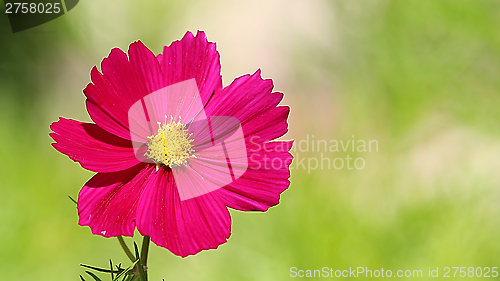 Image of  Cosmos flower on a green background 