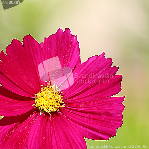 Image of  Cosmos flower on a green background 