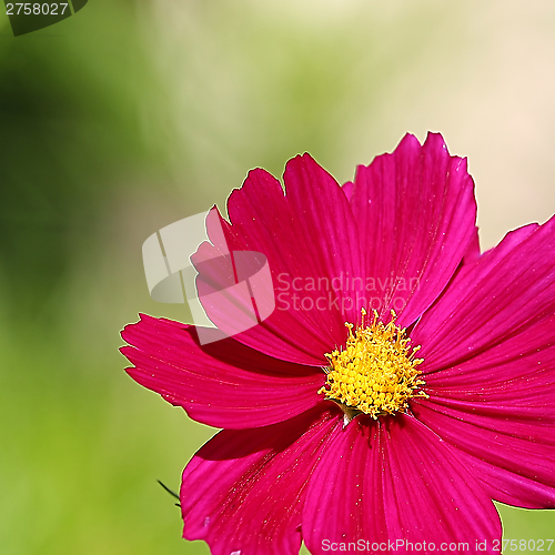 Image of  Cosmos flower on a green background 