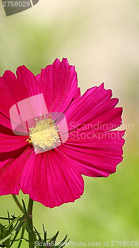 Image of  Cosmos flower on a green background 