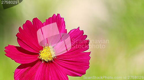 Image of  Cosmos flower on a green background 