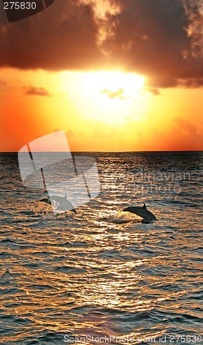 Image of Dolphins jumping