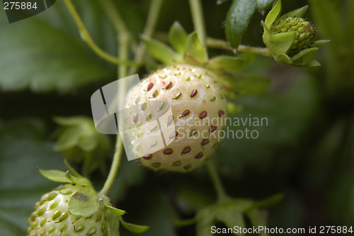 Image of strawberry