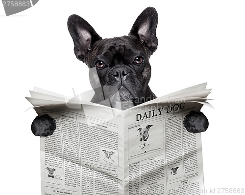 Image of newspaper bulldog