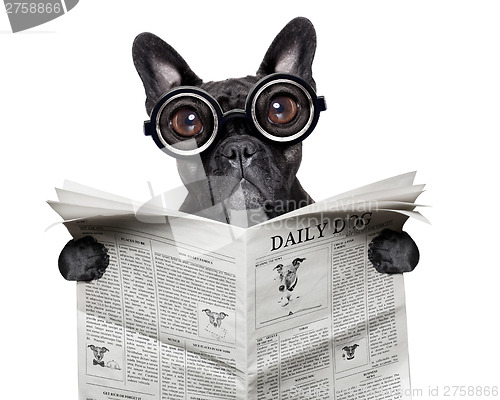 Image of newspaper bulldog