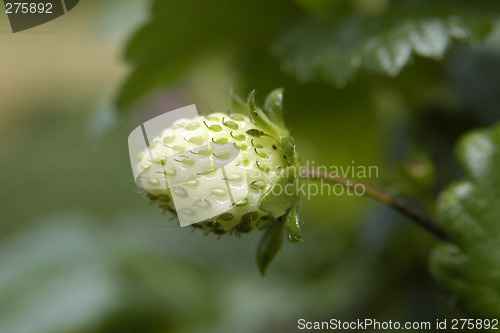 Image of strawberry