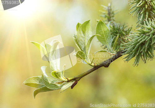 Image of Green spring background