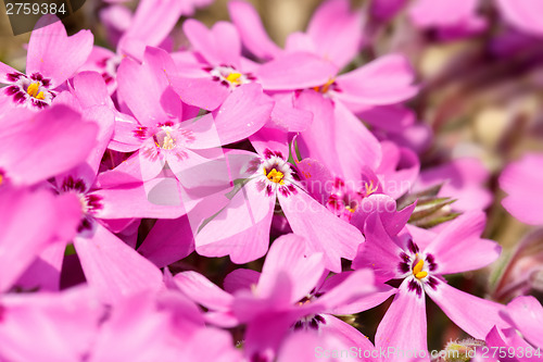 Image of 
pink flowers background