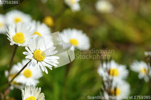 Image of small daisy flower