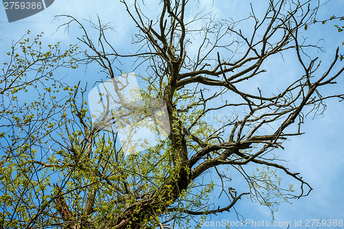 Image of view of spring tree against blue sky