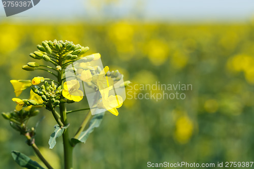 Image of Close up of a Rape field