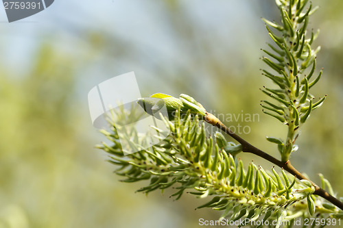 Image of Green spring background