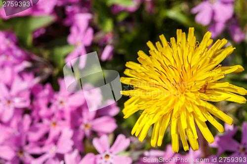 Image of Yellow dandelion on pink