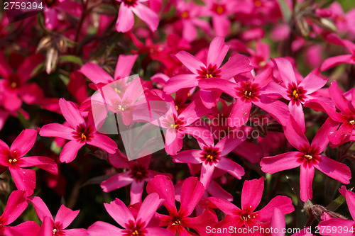 Image of pink flowers background or backdrop