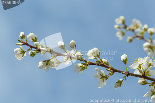 Image of Blossoming tree in spring with very shallow focus