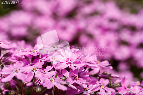 Image of pink flowers background or backdrop