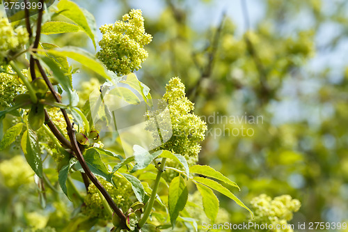 Image of Green spring lilac bud
