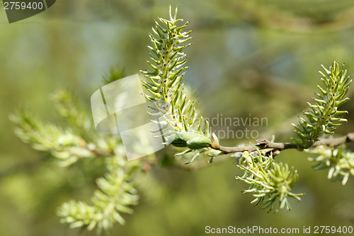 Image of Green spring background