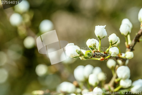 Image of tree in spring with very shallow focus