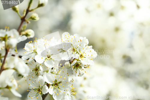 Image of Blossoming tree in spring with very shallow focus