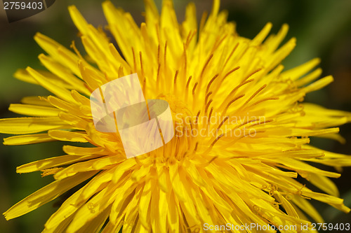 Image of Yellow dandelion on a green background