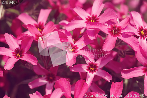 Image of pink flowers background or backdrop