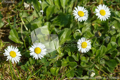 Image of small daisy flower