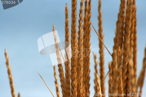 Image of sunny wheat 1