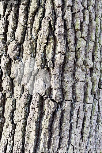 Image of Brown Bark of Tree, Natural Pattern