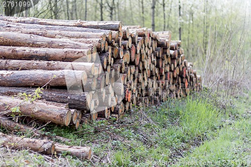 Image of pile of wood in forest