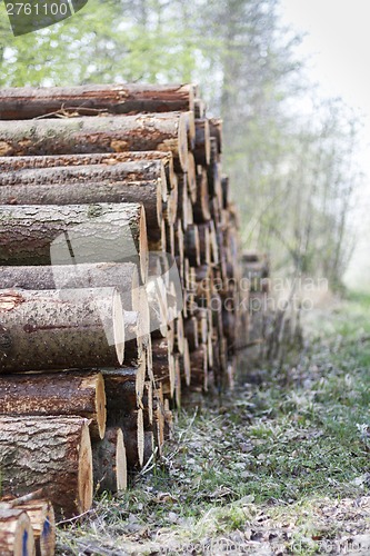Image of pile of wood in forest