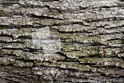 Image of Tree bark