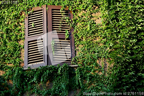 Image of window and wall covered with green ivy 