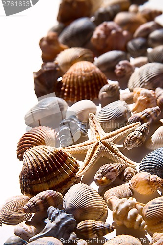 Image of sea shells and star 