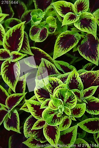 Image of Coleus Blumei 