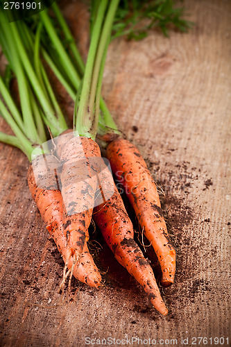 Image of fresh carrots bunch 